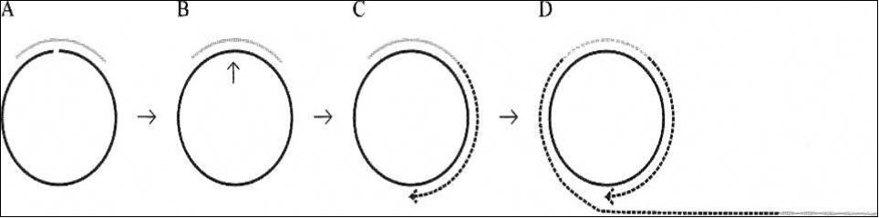 Principle of a miRNA detection system based on padlock probe recognition of miRNAs and rolling circle amplification (RCA). (A) Padlock probes are linear DNA probes where terminal sequences are designed to specifically recognize and hybridize to two adjacent sequences of a particular miRNA. (B) The padlock probes annealing to the perfectly matching miRNA termplate are circularized upon addition of DNA ligase. (C) After ligation the annealed miRNA serves as a primer for linear rolling circle amplification by a phi29 DNA polymerase. (D) The phi29 DNA polymerase facilitates rolling circle amplification, thereby producing a DNA product containing multiple copies of the miRNA sequence [from (24).