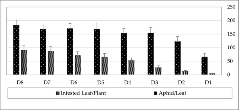 The number of infested leaves per plant and the average number of Myzus persicae per leaf in a greenhouse-grown pepper crop.