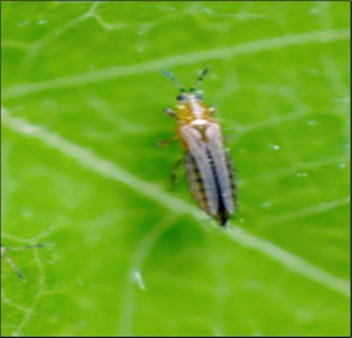 Frankillienlla sp recovered from strawberry flowers (Photo by Gladys Mbau)