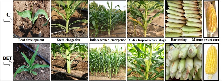 Figure 1. Sample images illustrate the changes at various stages of the sweet corn's vegetative and reproductive growth characteristics. C, control group; T, Blessing/biofield energy treated group. R1: Silking, R2: Blistering, R3: Milking, R4: Doughing, R5: Denting, R6: Physiological maturity.